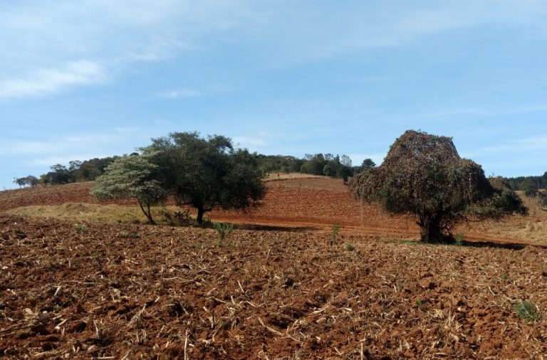 Levantamento de Árvores Isoladas Levantamento de Árvores Isoladas