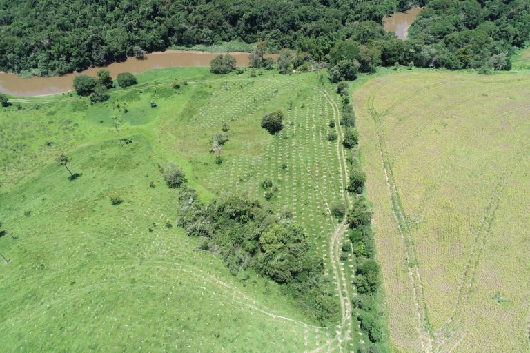 O que você precisa saber sobre supressão de vegetação nativa no Estado de São Paulo O que você precisa saber sobre supressão de vegetação nativa no Estado de São Paulo