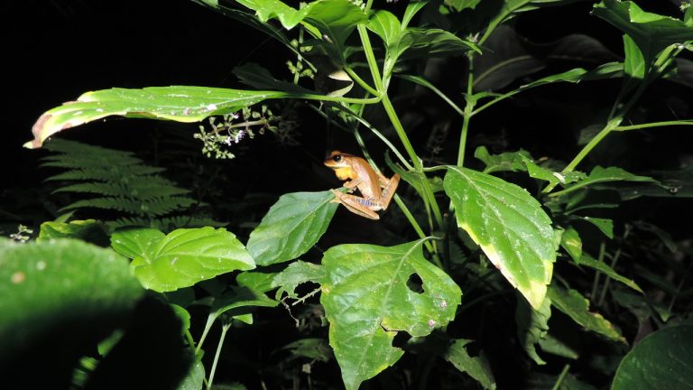 Aspectos gerais sobre monitoramento de fauna Aspectos gerais sobre monitoramento de fauna