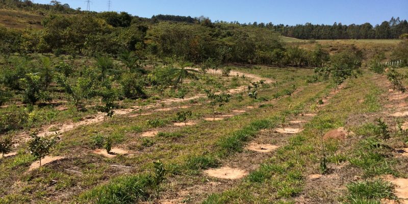 Plano de Recuperação de Áreas Degradadas (PRAD), o que é e qual sua importância?