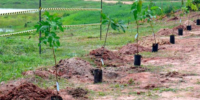 Financiamento para a arborização urbana e a recuperação de áreas degradadas