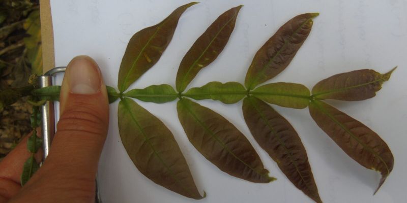 Laudo de Vegetação no Licenciamento Ambiental