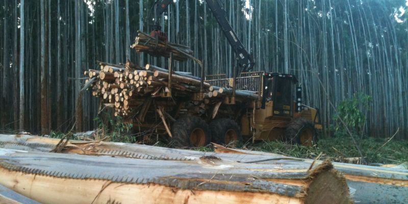 Declaração de Dispensa de Título Minerário Auxilia Empresas do Setor Florestal