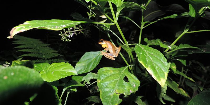 Aspectos gerais sobre monitoramento de fauna