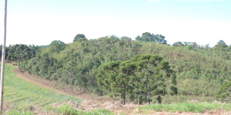 Precisa de autorizações para supressão de nativas, corte de isoladas e intervenção em APP?