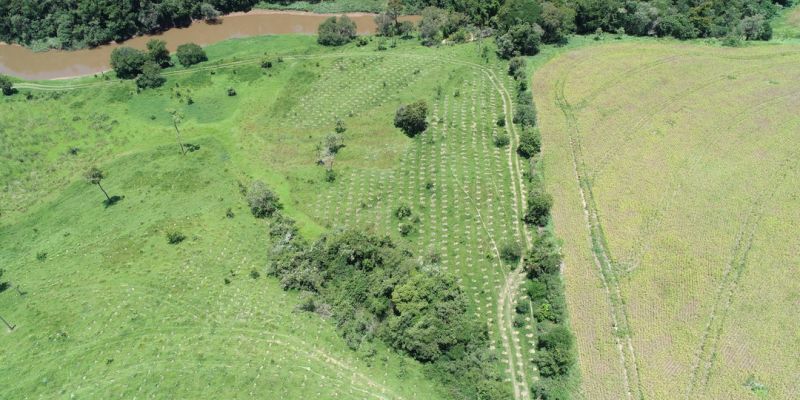 O que você precisa saber sobre supressão de vegetação nativa no Estado de São Paulo