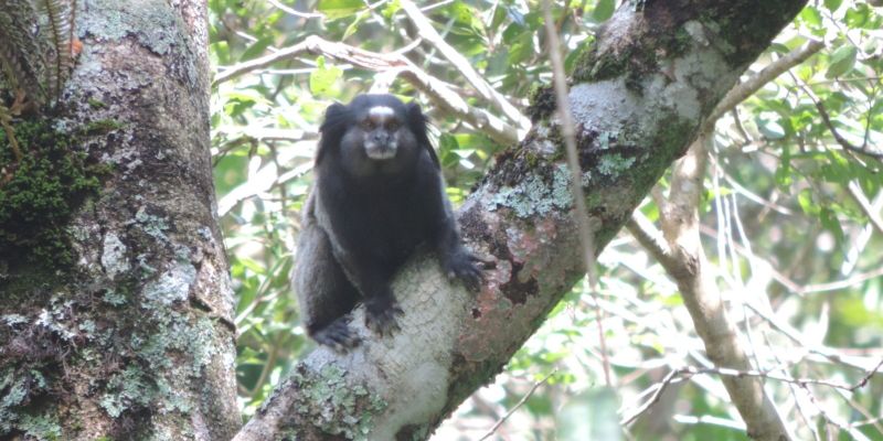 O que é Laudo de Fauna e quando é necessário realizá-lo?