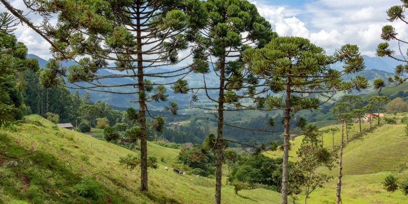 Procedimento para Elaboração de Laudo Técnico objetivando pedido de Corte de Árvores Isoladas, Supressão de Nativas e Intervenção em APP