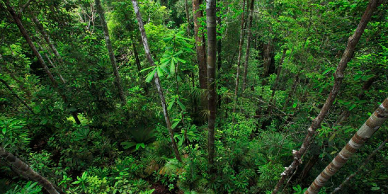 Regras para supressão da vegetação nativa no estado de São Paulo