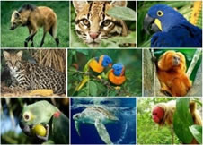 Laudo de Fauna Silvestre Laudo de Fauna Silvestre