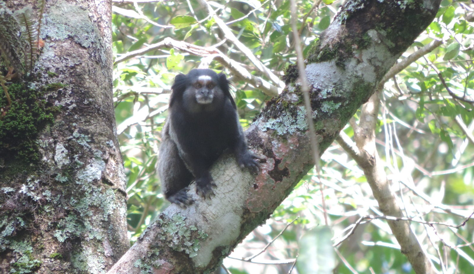 O que é Laudo de Fauna e quando é necessário realizá-lo? O que é Laudo de Fauna e quando é necessário realizá-lo?