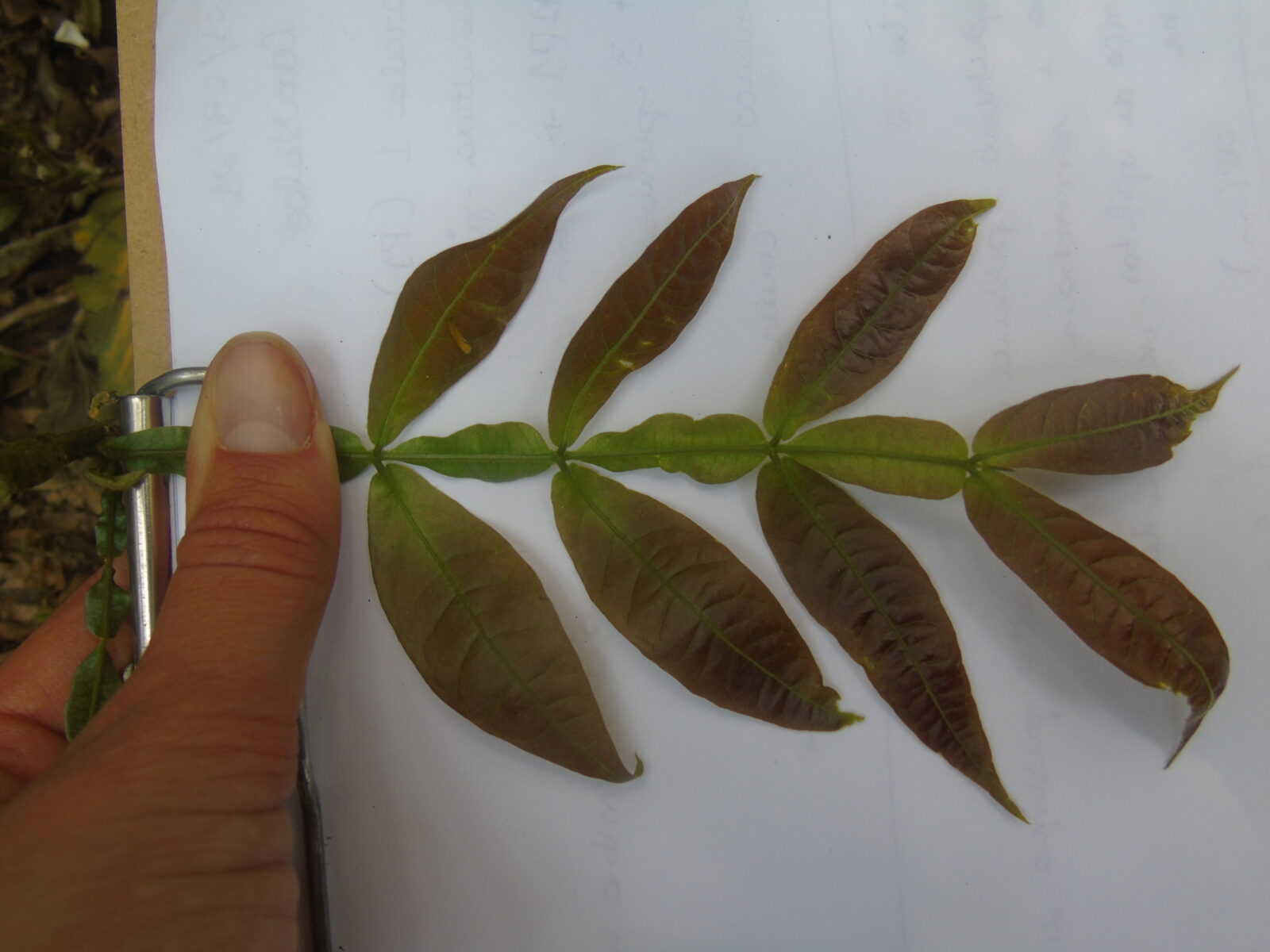 Laudo de Vegetação no Licenciamento Ambiental Laudo de Vegetação no Licenciamento Ambiental
